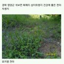 천마 이미지