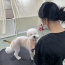 솔펫애견미용놀이터