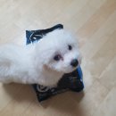 강아지 눈물사료 토탈 이퀄리브리오 퍼피