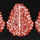 COVID-19가 뇌에 미치는 영향: 면역 반응이 손상을 일으킬 수 있음 이미지