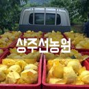 황도복숭아의 효능/ 상주백천황도 달콤해요!