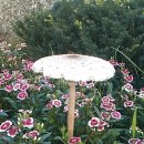 패랭이공원 이미지