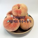복숭아 | 서브마켓 백도 복숭아 후기, 큼직하고 당도 좋았던 딱쫀백도 복숭아