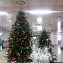 성탄절 성전 꽃꽂이 - 유성감리교회 이미지