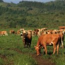 소들농장 이미지