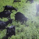 와글와글염소탕.소머리국밥 이미지