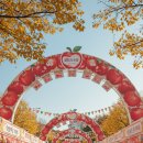 꽃꽂이(야간) | 충남 10월 여행 코스 총정리｜사과축제·백제문화제·국화·가을꽃
