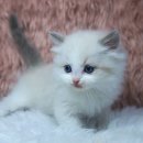 catsholic cattery 이미지