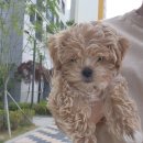 강아지세상 | 외출 필수템 반려세상 강아지기저귀 암컷 초소형 강아지배변용품 후기