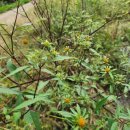 도깨비풀 이미지