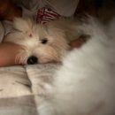 바나개 애견유치원 호텔 이미지