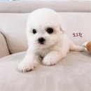 굿펫샵컴퍼니