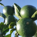 동상일몽 이미지