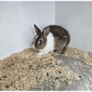 로던트 클럽 이미지