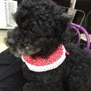 예쁜강아지 이미지