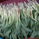 산마늘펜션 이미지