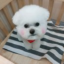 준펫살롱 이미지