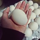 상림기러기 이미지