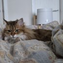 낭낭그루밍 이미지