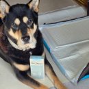 702 | 강아지 건강검진 소변검사 키트 옐로시스 Cym702펫 사용 후기