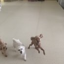 늘 사랑스럽개 이미지