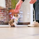 구산동강아지 이미지