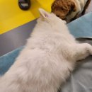 얼렁오시개 이미지