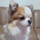 유달리 동복 이미지