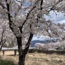 개성천 | 시기 만개시기 / 만년교 / 계성천 / 우포늪 4월 경남여행 창녕여행 가볼만한 곳 추천 후기 / 서이추환영
