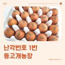 1농장 | 난각번호1번 계란, 등고개농장 유정란 활용 후기