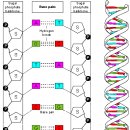 RNA 형 VIRUS 퇴치가 어려운 이유는 이미지