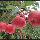 쌍둥이네 농장 이미지