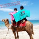 카멜