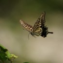 나비의꿈-호접지몽 이미지