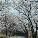 청마문학관입구(1308) | 통영 봄 여행 2026: 벚꽃 명소 &amp; 2박3일 코스 총정리