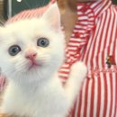 나는 고양이에 빠지다 이미지