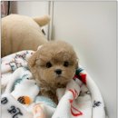 마산강아지분양 뽀뽀애견 | 의정부말티푸분양 솔직한 후기로 알려드려요!