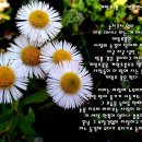 누리달 Daum카페