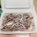 돌산아나고 이미지