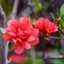 상학초교 이미지