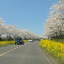 오등동 왕벚나무 | <제주도 봄꽃 여행> 3월 4월 제주 벚꽃, 유채꽃 명소 6곳 동쪽코스 총정리 추천(제주대, 녹산로, 전농로...