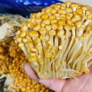 황금버섯 이미지