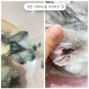창원고양이미용 무냥무냥 | [창원고양이미용] 무냥무냥 미용후기❤️