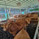 우들농장 이미지