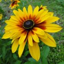 루드베키아 이미지