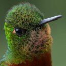 Chestnut-breasted Coronet 이미지