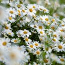 울릉이당 이미지