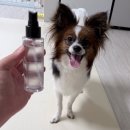더케어벳 | 유어벳 펫 덴탈 스프레이 내돈내산 후기 | 고양이, 강아지가 사용해 본 솔직 리뷰
