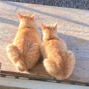 황금초밥 이미지