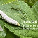 누에나방유충누에 이미지